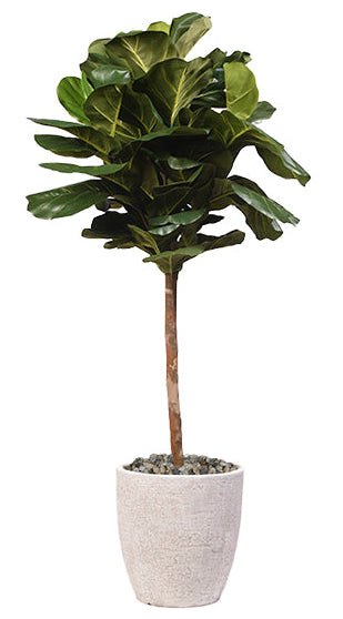Fiddle Leaf Fig Tree in Planter 5' 5"