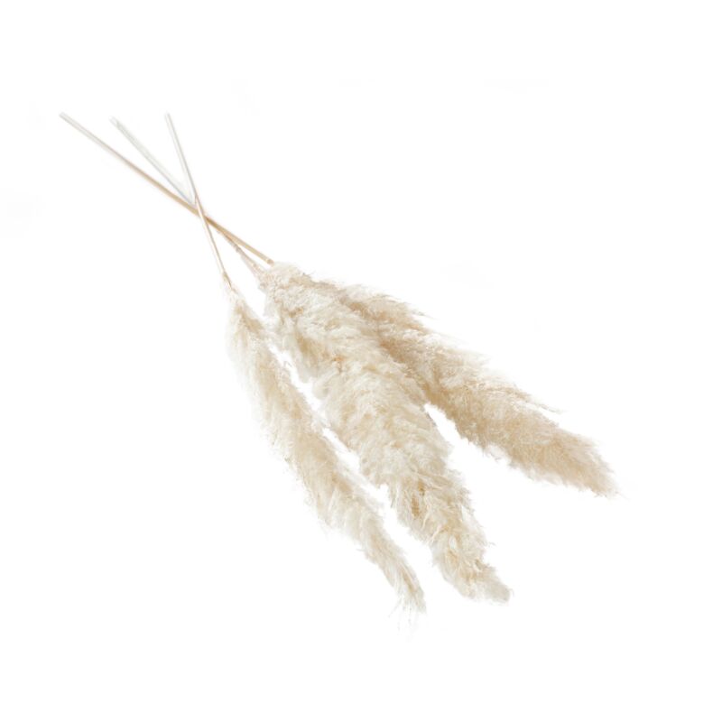 Pampas Grass Fluffy Dried