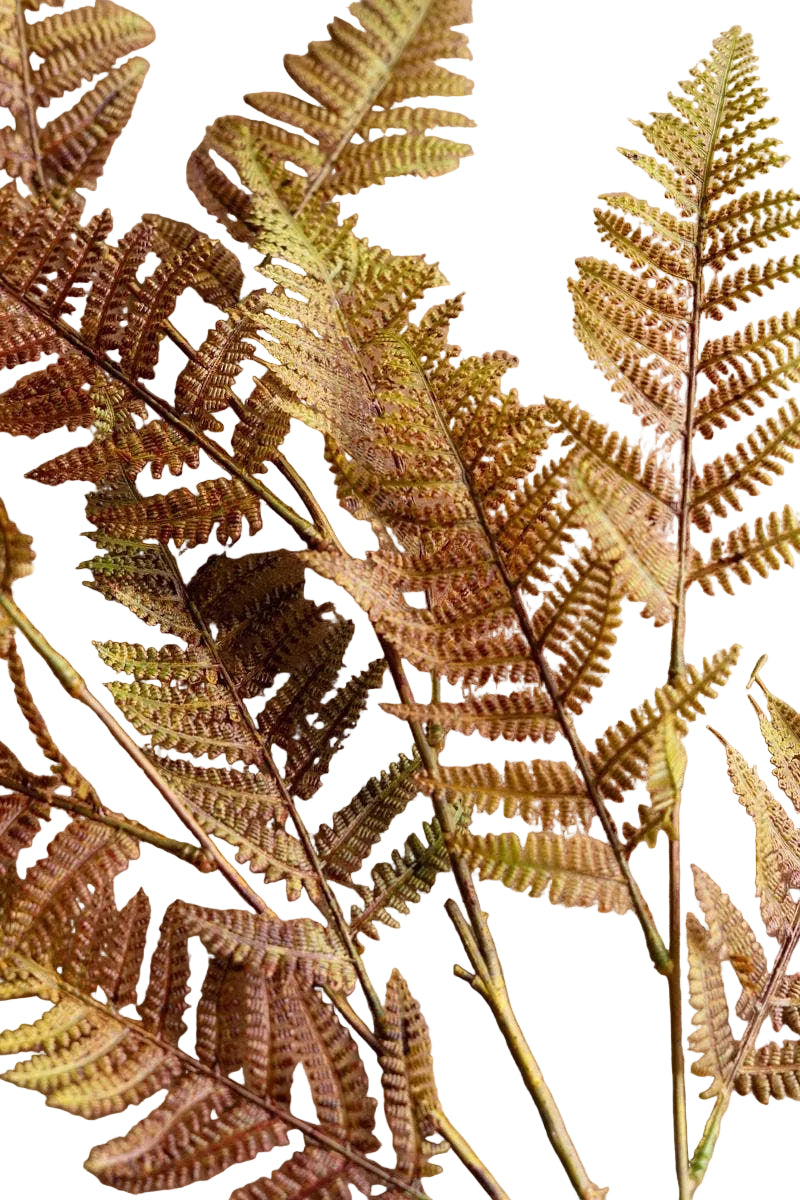 Autumn Fern Stem 40"