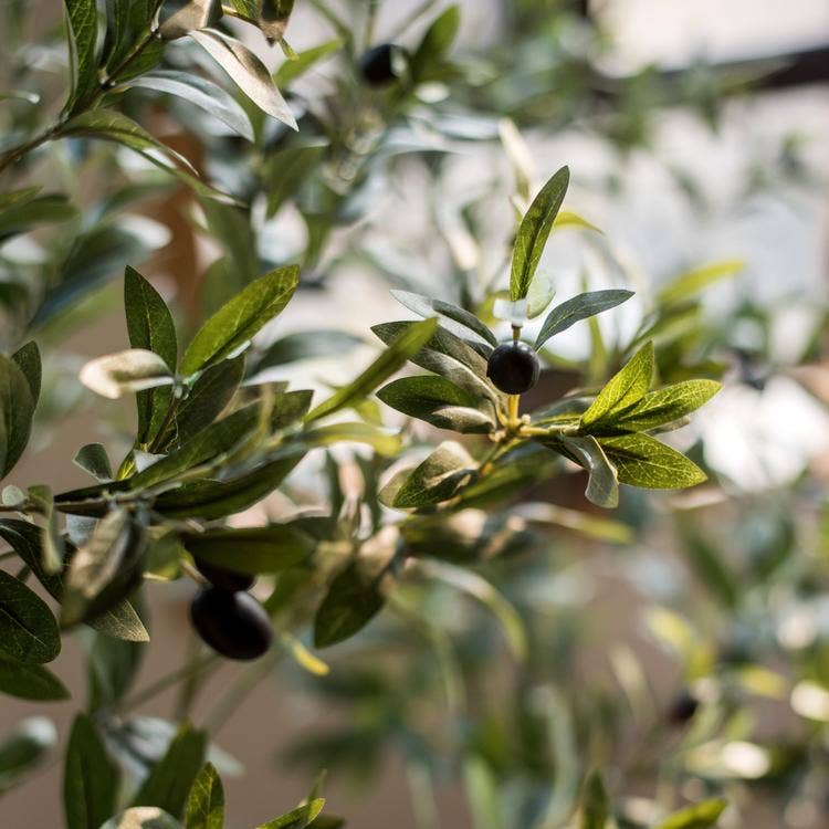 Handmade Olive Tree 3 ft.
