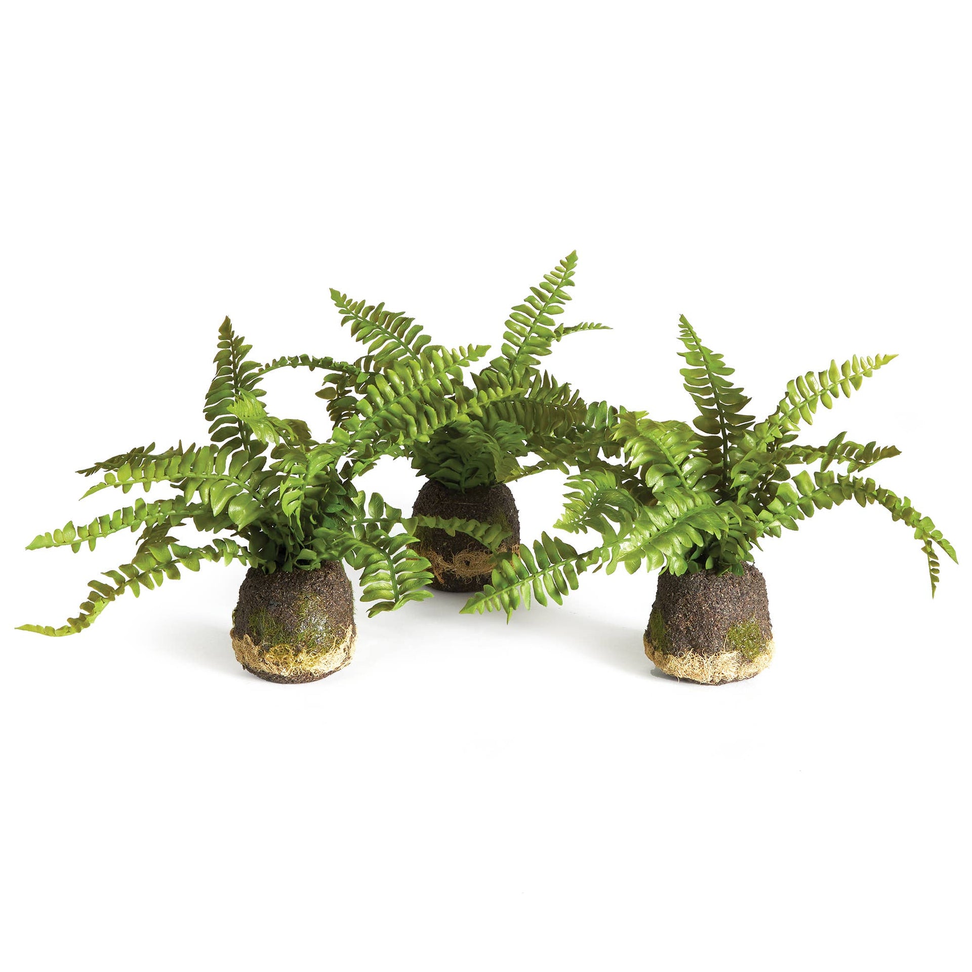 Boston Fern Drop-In