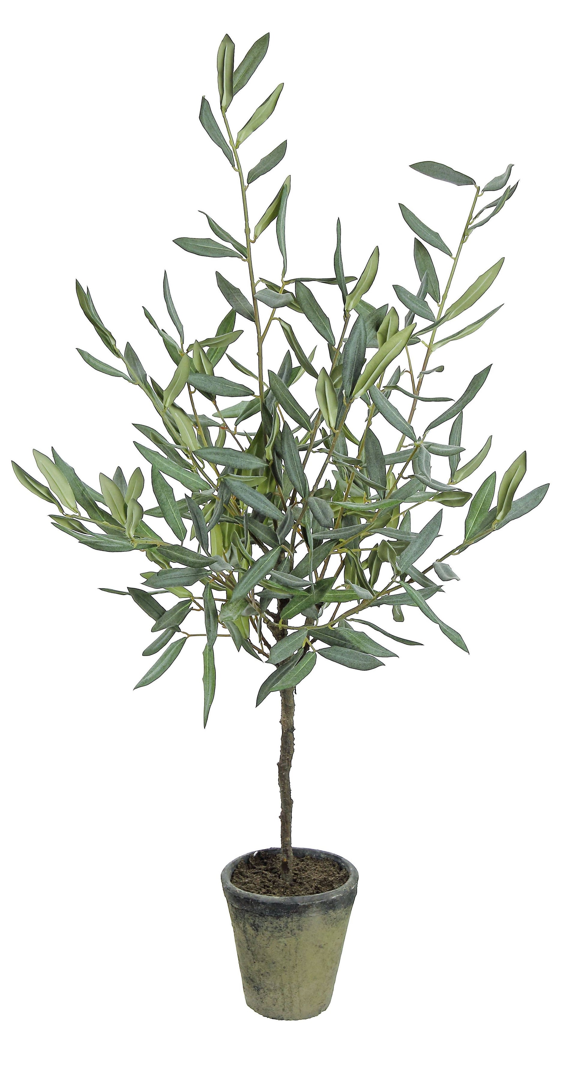 Olive Tree 3 ft.